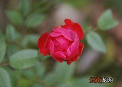 钻石月季一年开几次花 月季一年开多少次花