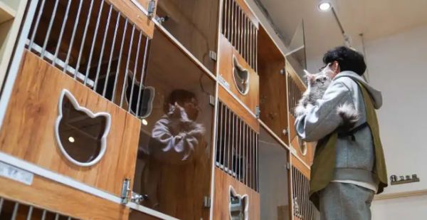 由宠物托管引发的一场关于爱与经济的讨论