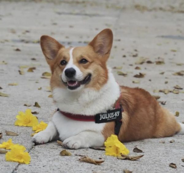 男子在小区用老鼠药毒狗被判刑 投毒者获刑一年十个月