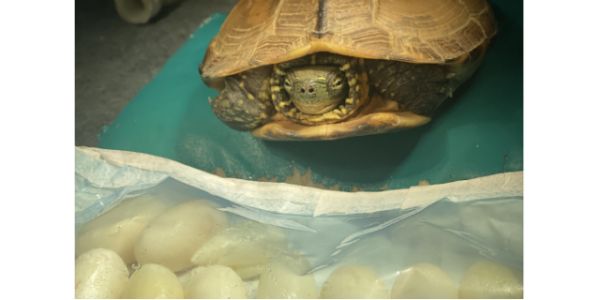 豹纹守宫,宠物医疗