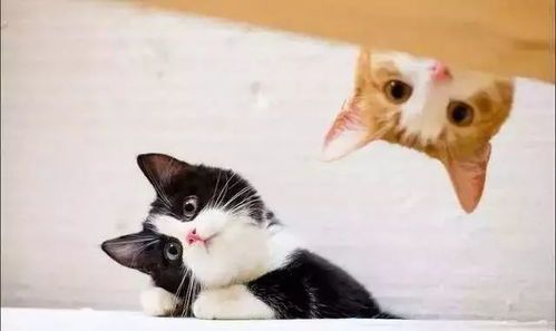 猫咪慎食车厘子，小心中毒！