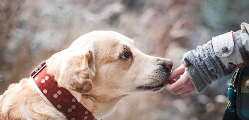 打造温馨宠物空间，关爱毛耳小伙伴，如何为毛耳飞鼠营造一个舒适的家？
