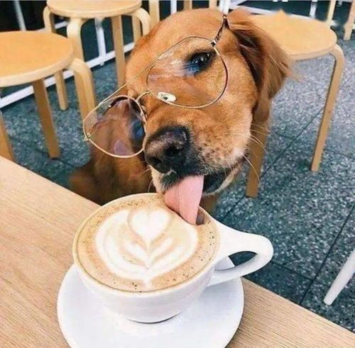 宠物饮食禁忌：胡椒不宜喂狗。