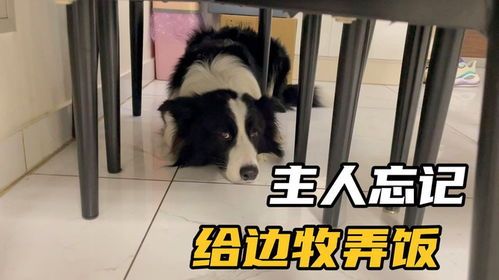 忘给宠物狗喂饭会怎么样