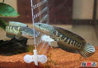 黄金眼镜蛇雷龙鱼饲养方法：黄金眼镜蛇雷龙鱼的饲养方法