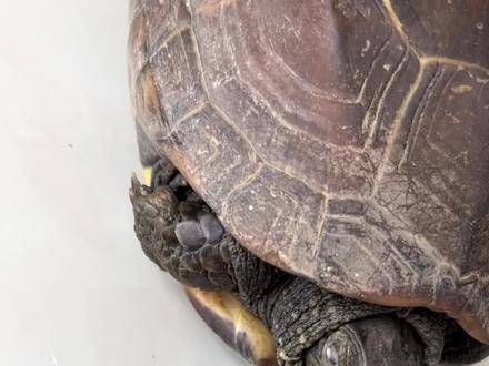 乌龟眼睛现白膜或感染缺维生素，需及时就医改善环境