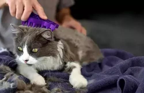 猫咪眼病症状+眼病种类+美容师优缺点，宠物护理必备攻略！