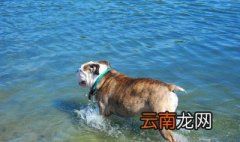 狗会游泳吗 真理还是谬论