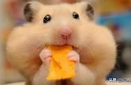仓鼠新手须知：快速适应仓鼠的养护方法