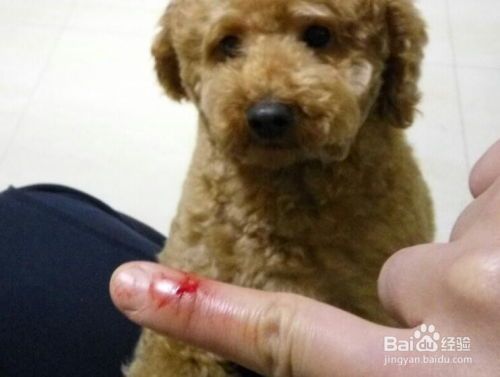 狗狗咬伤宠物狗怎么办