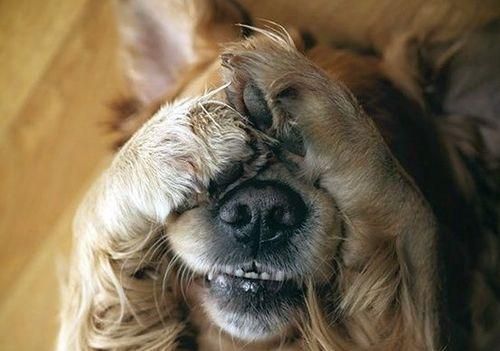 宠物狗最害怕的东西是什么（探究狗狗内心深处最恐惧的元素）