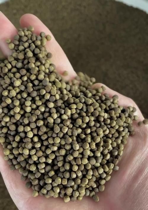 锦鲤鱼粮的自制方法是什么？需要哪些材料？