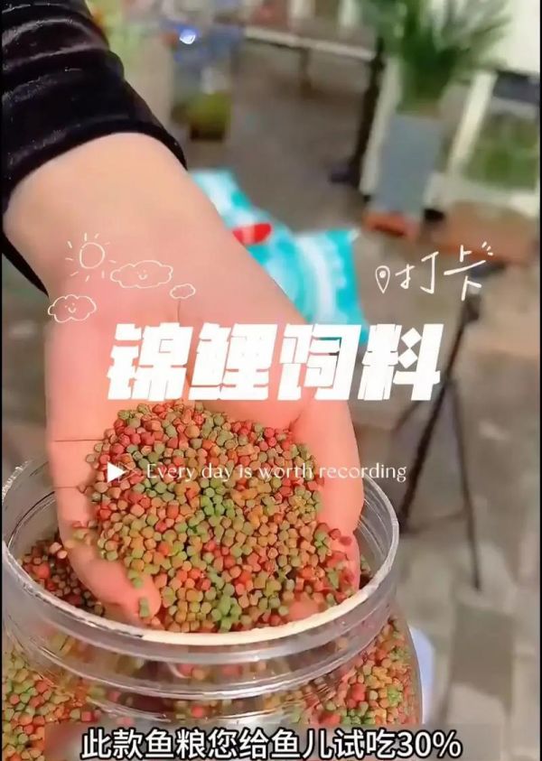 锦鲤鱼粮的自制方法是什么？需要哪些材料？