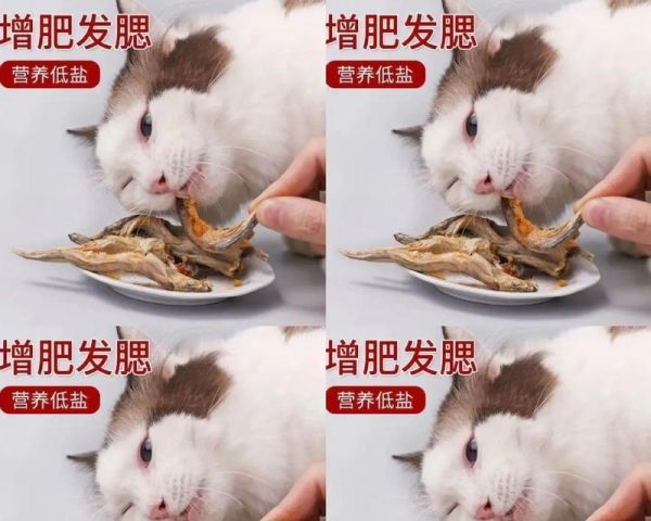 如何用杂鱼制作美味猫粮？步骤是什么？