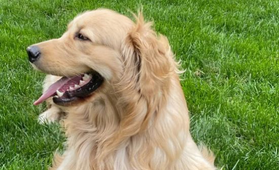 自制金毛三文鱼狗粮，需要准备哪些食材？