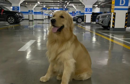 自制金毛三文鱼狗粮，需要准备哪些食材？