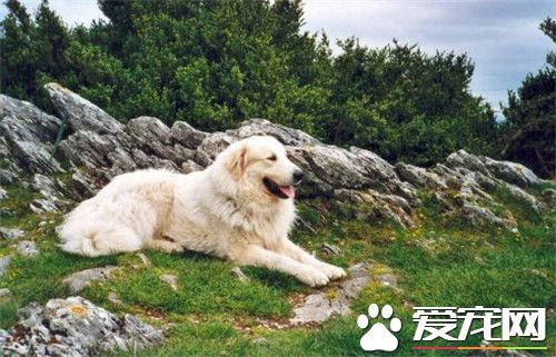 大白熊犬的饲养 一般来说可以适当的多加一餐