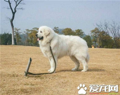 大白熊犬的饲养 一般来说可以适当的多加一餐