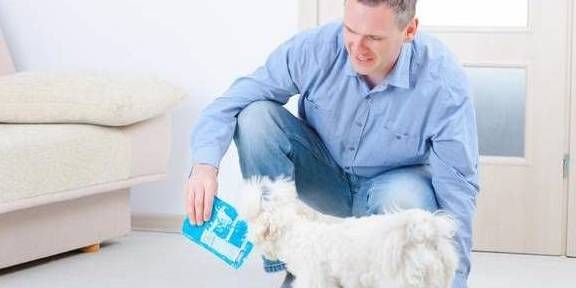 狗狗吃什么食品能助其增肥？