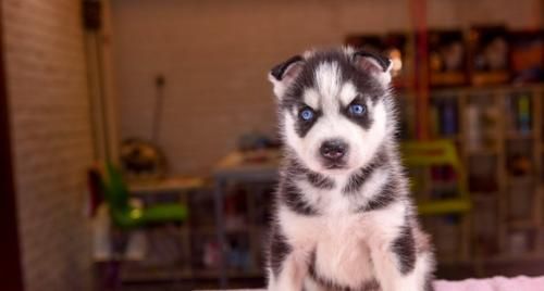 一岁哈士奇的成长日记（宠物爱好者必看）