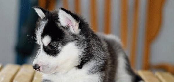 一岁哈士奇的成长日记（宠物爱好者必看）