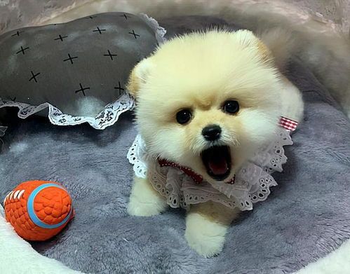 “博美眼红速查攻略，轻松应对小困扰”