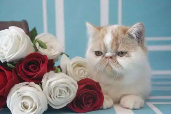 金诺机械加工，从事宠物食品行业二十多年，具备多年的实战经验！