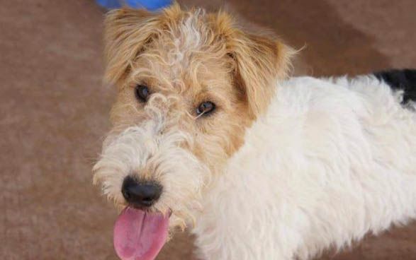 狗怀孕如何吃狗粮最好呢