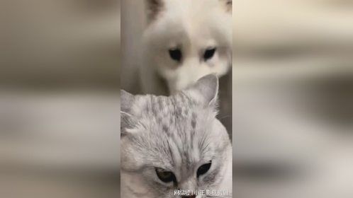 宠物赛道还是太多样性了，养袋鼠的都来了