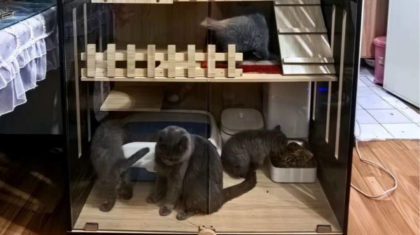 上门代喂or宠物寄养？这个春节，你的宠物安顿好了吗？