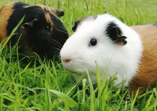 惊！新手照顾豚鼠竟让手指伤痕累累？快来看正确方法！