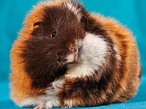 惊！新手照顾豚鼠竟让手指伤痕累累？快来看正确方法！