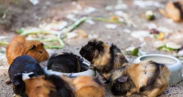 玳瑁天竺鼠的饲养方法（如何成为合格的宠物父母）