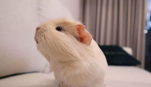 玳瑁天竺鼠的饲养方法（如何成为合格的宠物父母）