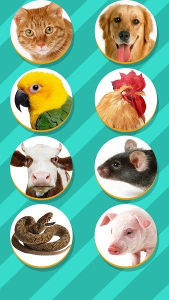 Pet Translator宠物对话翻译器最新版