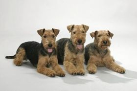 威尔士梗毛发怎么护理 威尔士梗毛发护理教程