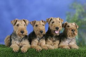 威尔士梗好养吗 威尔士梗饲养技巧