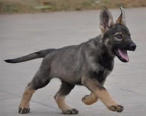 昆明犬怎么洗澡 昆明犬洗澡方法及注意事项