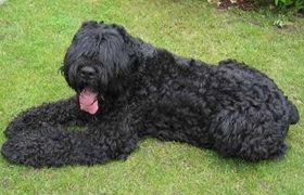 黑俄罗斯梗怎么护理 日常养护注意事项