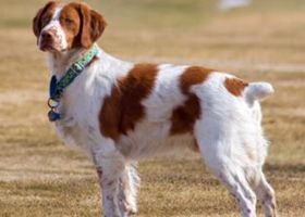 布列塔尼犬性格怎么样 布列塔尼犬性格介绍