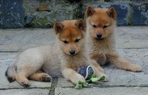 芬兰波美拉尼亚丝毛狗耳朵怎么清洁护理方法