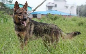 昆明犬夏季饮食要注意什么 昆明犬夏天饮食注意事项