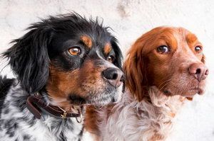 布列塔尼犬耳朵怎么清洁 布列塔尼犬耳朵清洁护理流程