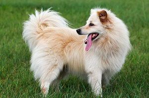 芬兰波美拉尼亚丝毛狗怎么修剪指甲 芬兰狐狸犬剪指甲方法