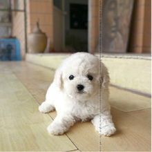 宠物狗性格怎么看的好看