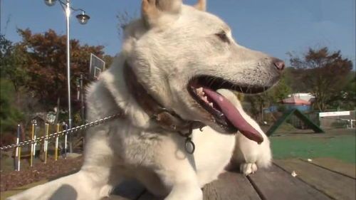 宠物狗脾气温顺怎么办