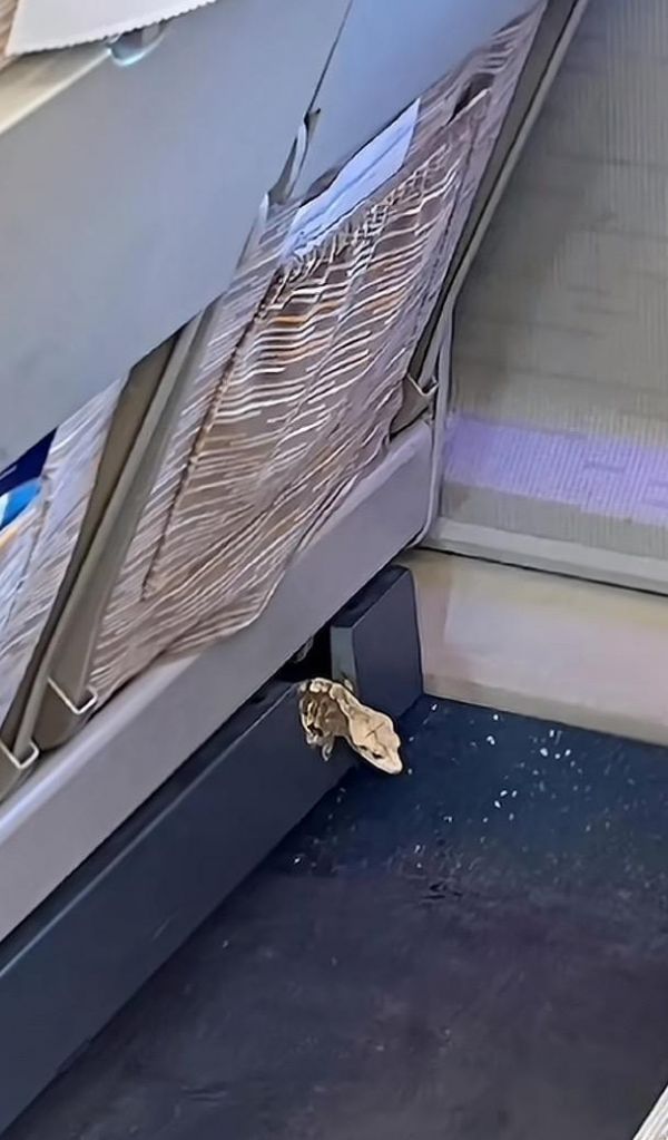 车厢内出现蜥蜴。图/短视频平台视频截图