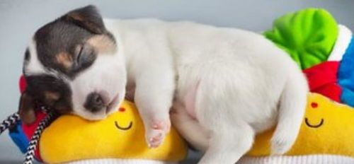 宠物狗粮食碗怎么做的好