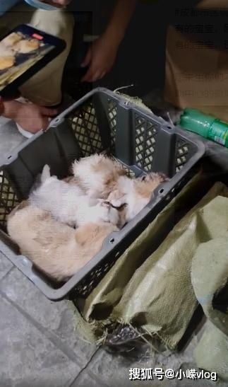 怎么给猫做宠物狗粮盒