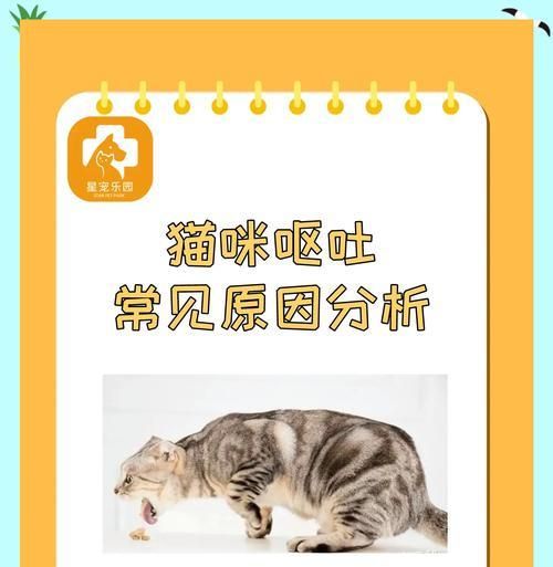 猫咪换粮后吐清水是正常现象吗？换粮期间应注意什么？